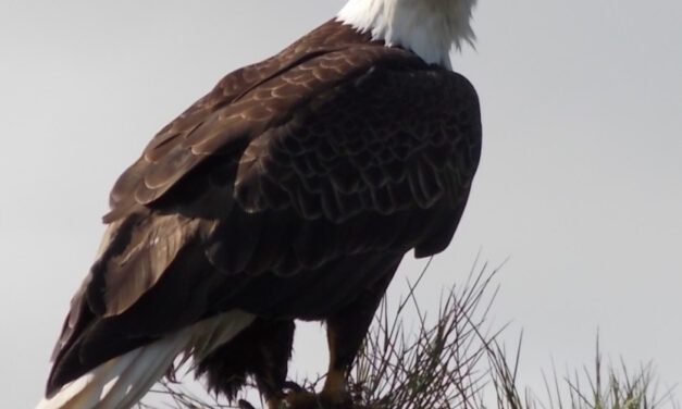 Christmas bird count completed in tough conditions