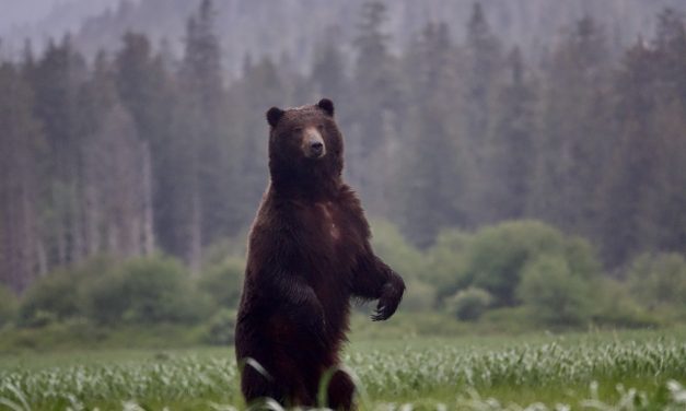 Part memoir, part history lesson, ‘A Shape in the Dark’ crafts a thoughtful portrait of brown bears in Alaska