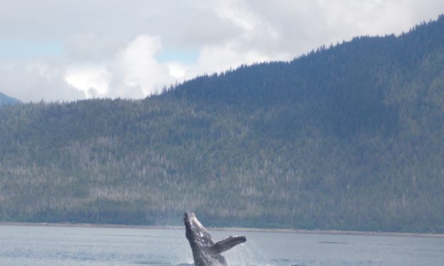 Another extension for humpback whale habitat rule