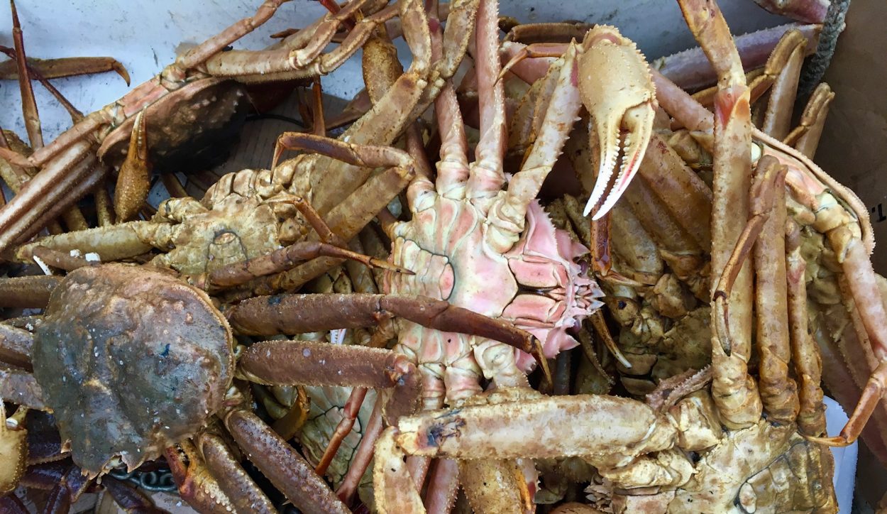 Commercial Tanner and golden king crab fishing to open Feb. 17 in Southeast  Alaska - KFSK