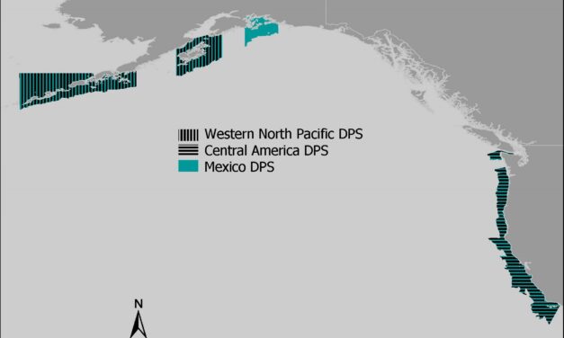 Feds designates critical whale habitat areas in Alaska and the West Coast