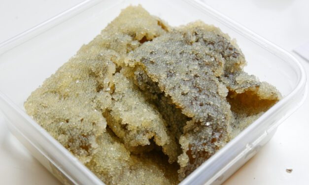 Spawn on kelp herring fishery off to quiet start