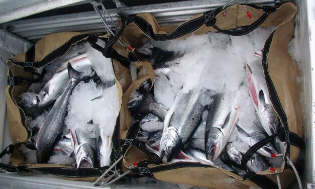 Alaska’s salmon worth $720.4 million this year