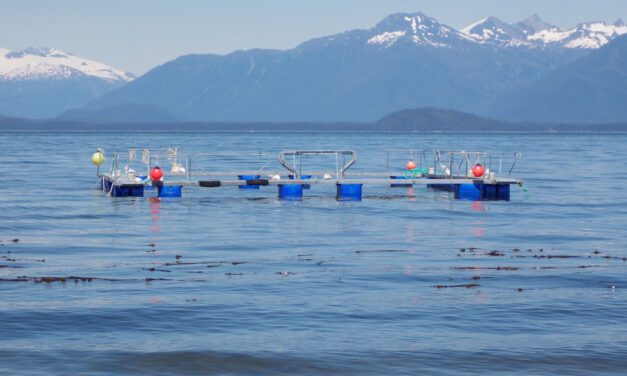 Drought year means no hatchery king release at City Creek