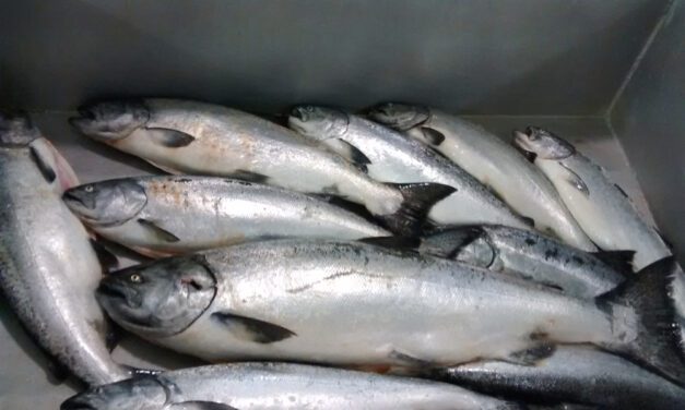 Southeast commercial spring troll season looks like last years, but with better prices