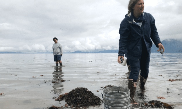 Why the search for invasive crab species ‘matters to all of us’