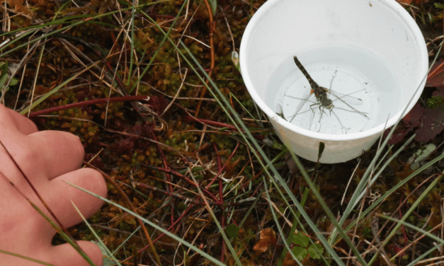 Statewide study measures pollinator populations