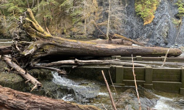 Higher creek water levels carry logs to fish pass, bridge