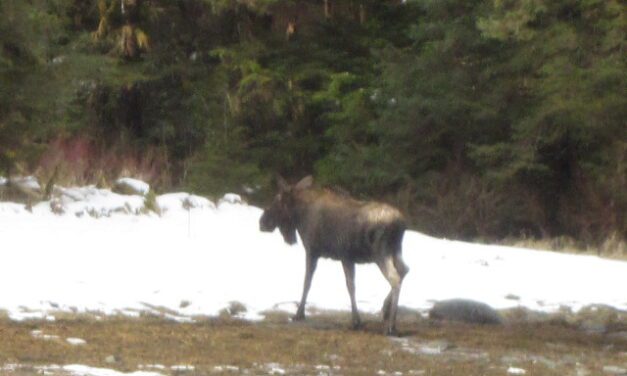 Moose harvest strong on Kupreanof, Kuiu islands