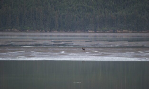 Central Southeast AK moose hunt sets new record