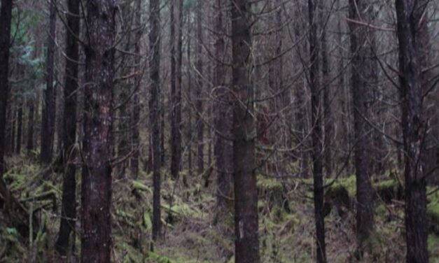 U.S. Forest Service proposes restoring young-growth stands in central Southeast Alaska