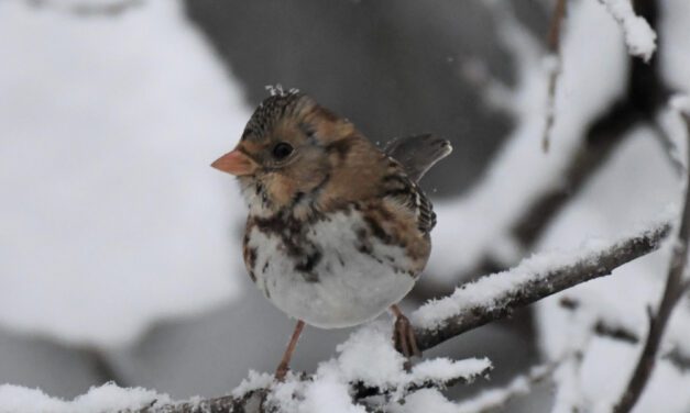 Birders complete annual Christmas count
