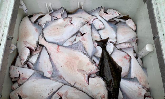Commission boosts halibut limits