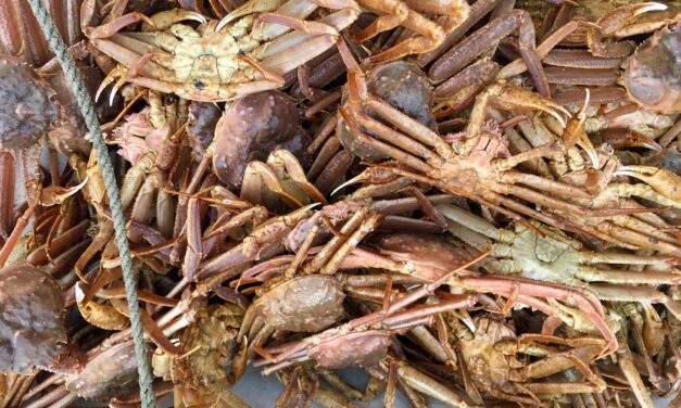 Southeast Alaska’s upcoming Tanner crab fishery could be best in decades
