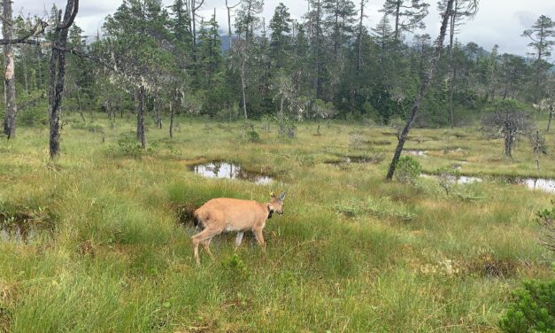 Snow sidelines part of Mitkof Island deer study