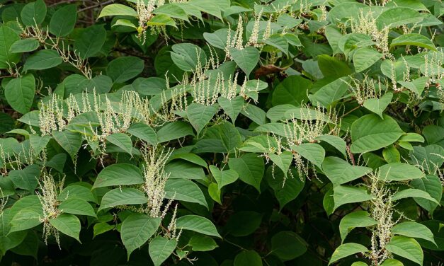 U.S. Forest Service looks to expand invasive plant treatments on the Petersburg and Wrangell Ranger Districts