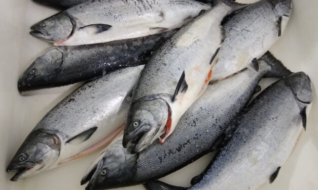 Board OKs compromise for Southeast king salmon management