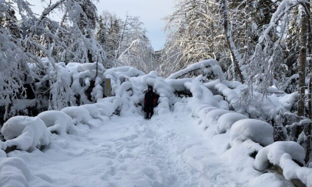 Roads, trails blocked by downed trees near Petersburg
