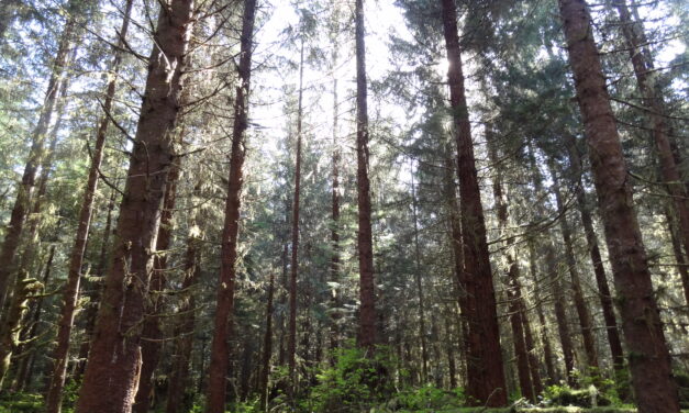 U.S. Forest Service awards grants to boost Tongass logging
