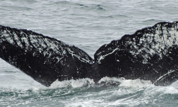 Program uses artificial intelligence to track thousands of humpback whales through photographs