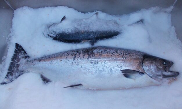 King salmon sport fishing areas open in June