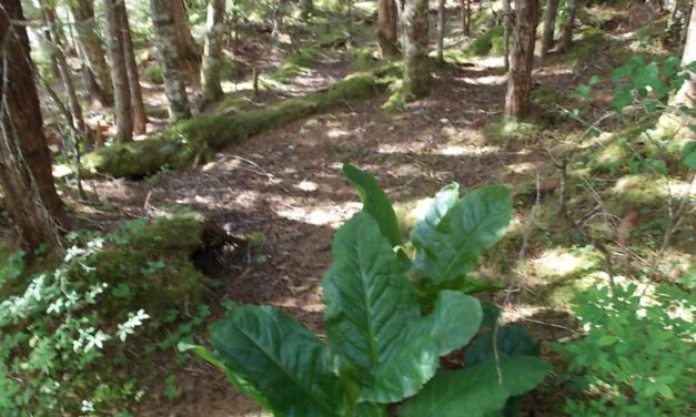 Warmer temps, dry spell on tap for Southeast