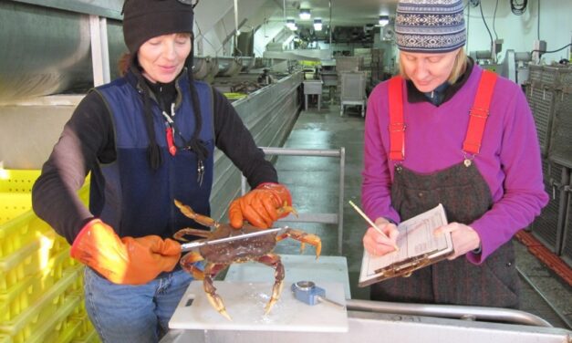 Dungeness crab fishery to close early after slow start