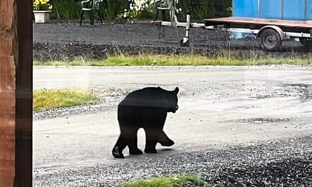 Petersburg police write tickets to those ignoring garbage law