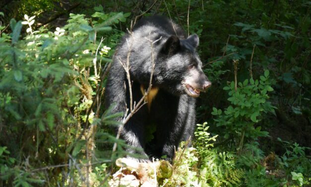 Garbage bears hit cans across Petersburg again