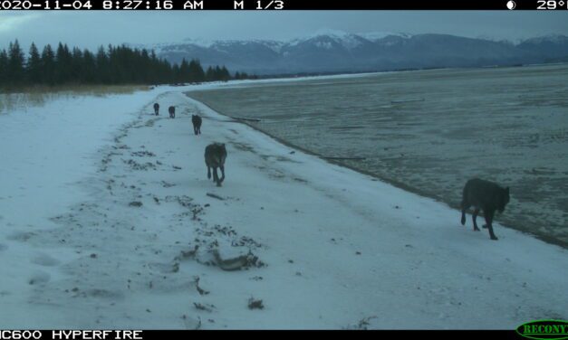 Southeast Alaska wolves eat over 60 prey species, study finds