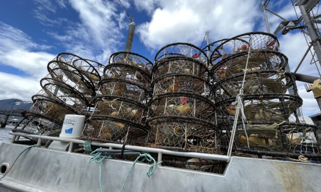 Southeast Dungeness fishery opens to low prices
