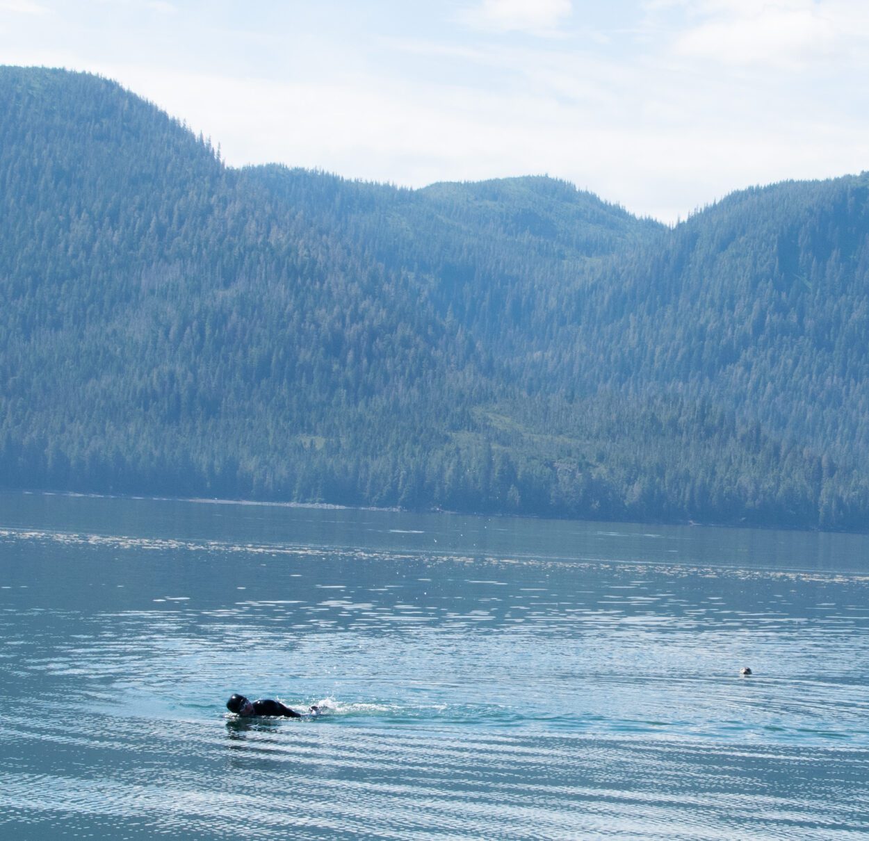 Andrew Simmonds swimming in the Frederick Sound. A seal pokes its head out of the water about ten feet behind him.