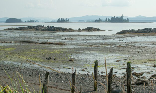 Kake breaks ground on Alaska’s first modern clam garden
