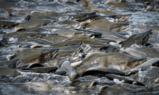 Pink salmon are thriving in warmer waters, affecting other species, scientists say