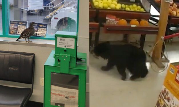 Wild animals caused mayhem in Petersburg over a 24 hour period