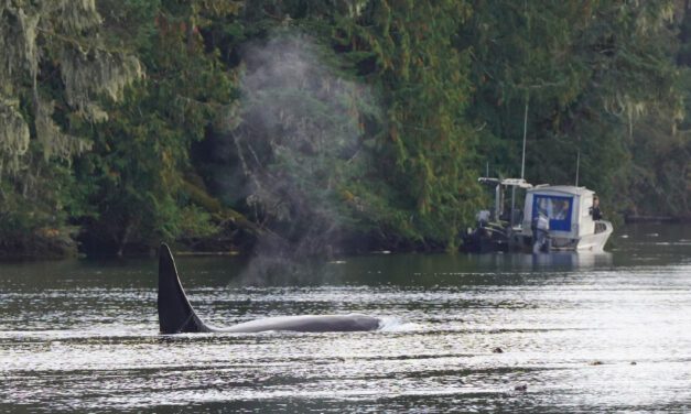 Scientists and townspeople rescued 2 killer whales on Prince of Wales Island