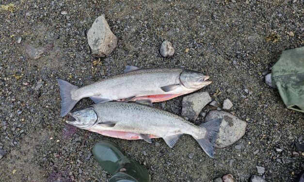 Blind Slough’s freshwater king fishery won’t open this summer