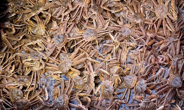 Feds pinch Southeast Alaska skippers for illegally transporting crab
