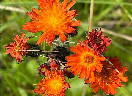 A Beautiful Menace: Invasive Orange Hawkweed Spreads Through Southeast Alaska