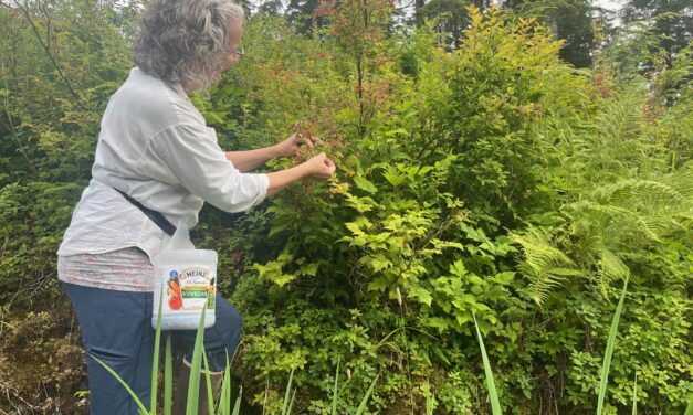 This year’s weather made for great blueberry picking