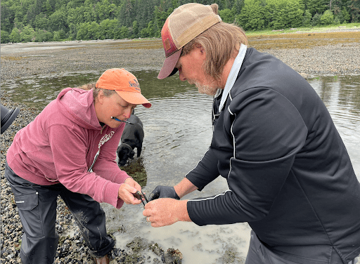 Petersburg Mobilizes Against Invasive Green Crabs on Alaska’s Shores