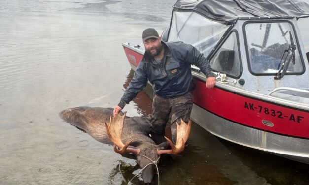 62 bull moose harvested halfway through the fall hunt