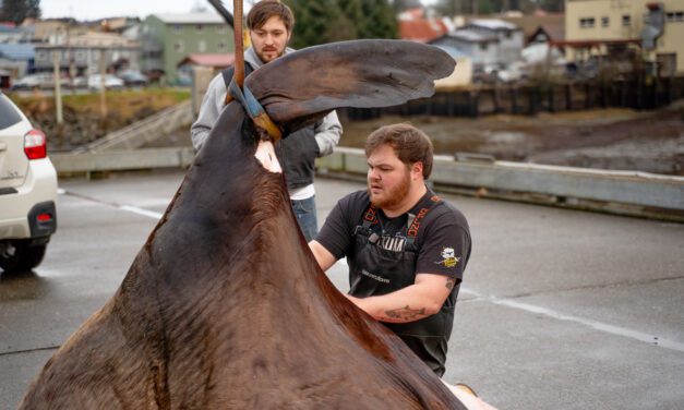 Tlingit brothers kill aggressive sea lion in subsistence hunt