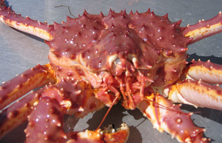 Red king crab proposals could change future of Southeast Alaska’s commercial fishery