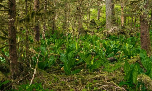 Petersburg Borough goes on record against ‘irresponsible’ public land sales