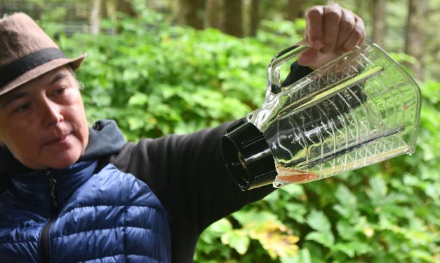 Traditional foods educator teaches berry propagation at Petersburg’s Rainforest Festival