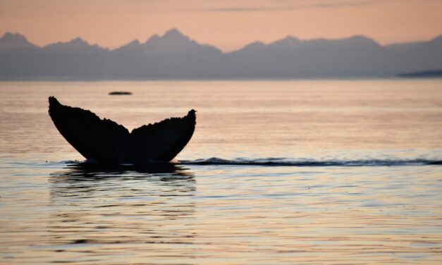 What do humpback whale ‘thrums’ mean? Researchers are searching for answers in Southeast Alaska