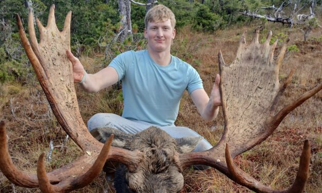 Moose hunt in central Southeast Alaska records new high harvest