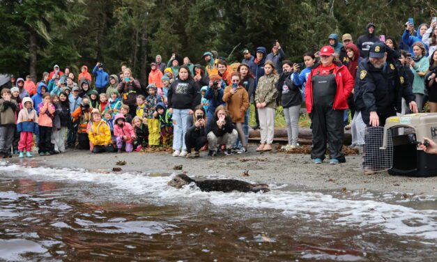 Seal rescued near Petersburg in May released back into the wild