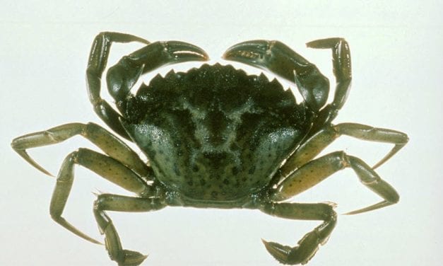Record number of invasive green crab found on Annette Island, potential impacts to subsistence fishing